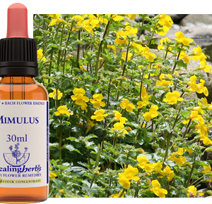 Mimulus 10/30 ML Healingherbs